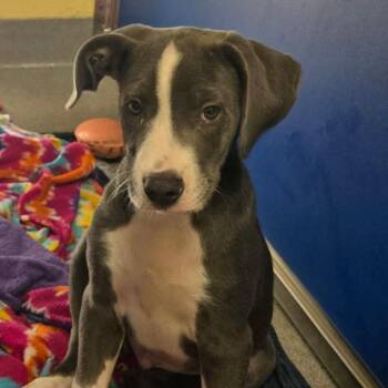 Luke -  Mixed Breed Dog for Adoption in Blue Ridge, Georgia - Luke | PetCurious