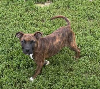 Mixed Breed Dogs Available for Adoption in Brazil, Indiana - Rascal & Rhett | PetCurious