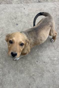 And Paws : Andy -  Labrador Retriever Dog for Adoption in Aurora, Indiana - And Paws : Andy | PetCurious