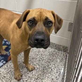 Boxer Dogs Available for Adoption in Morganton, North Carolina - Capri | PetCurious