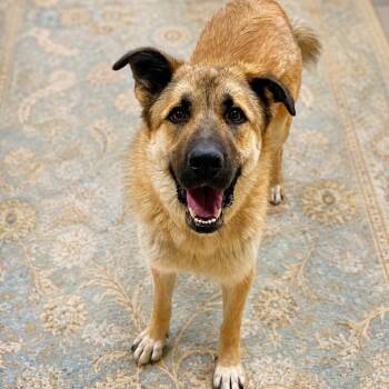 Lady -  Anatolian Shepherd Dog for Adoption in Minneapolis, Minnesota - Lady | PetCurious