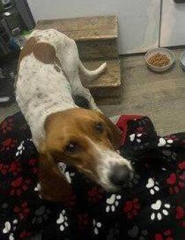 Lulu Spots -  Coonhound Dog for Adoption in Sullivan, Indiana - Lulu Spots | PetCurious