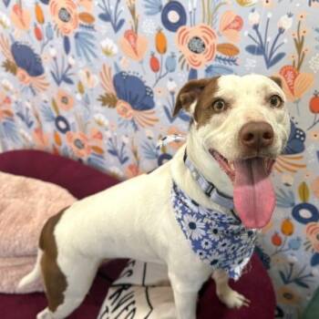 Shortcake Sweetie -  Pit Bull Terrier and Jack Russell Terrier Dog for Adoption in Friendswood, Texas - Shortcake Sweetie | PetCurious
