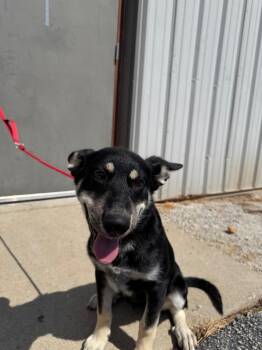 Ginger -  Shepherd and Mixed Breed Dog for Adoption in Carthage, Missouri - Ginger | PetCurious