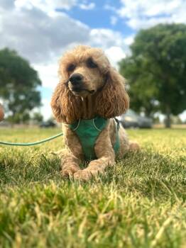Daphne -  Poodle Dog for Adoption in Tucson, Arizona - Daphne | PetCurious