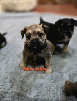Terrier and Pug Dogs Available for Adoption - Mercedes | PetCurious