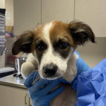 Pecan -  Cattle Dog and Mixed Breed Dog for Adoption in San Antonio, Texas - Pecan | PetCurious
