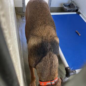 72989 -  Hound Dog for Adoption in Harrisonburg, Virginia - 72989 | PetCurious