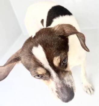 A658522 -  Chihuahua Dog for Adoption in Houston, Texas - A658522 | PetCurious