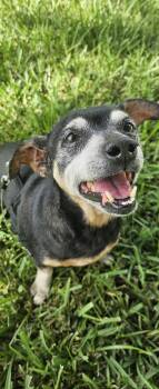 Snyder -  Dachshund and Chihuahua Dog for Adoption in West Columbia, South Carolina - Snyder | PetCurious