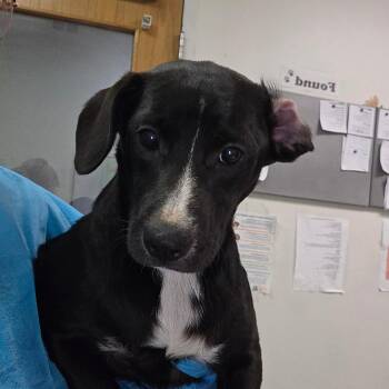Odd -  Mixed Breed Dog for Adoption in Charleston, West Virginia - Odd | PetCurious