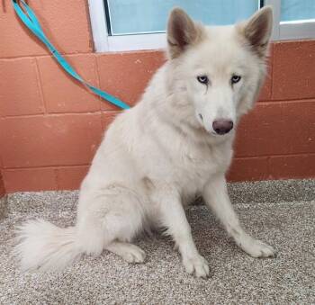 ASPEN -  Siberian Husky Dog for Adoption in Pueblo, Colorado - ASPEN | PetCurious