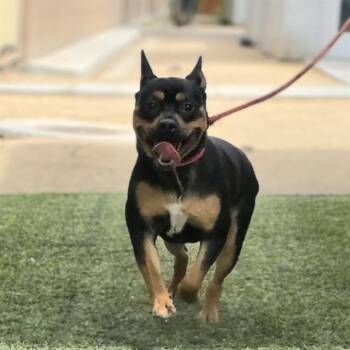 Pit Bull Terrier and Mixed Breed Dogs Available for Adoption in Las Vegas, Nevada - KRISPY KREME | PetCurious