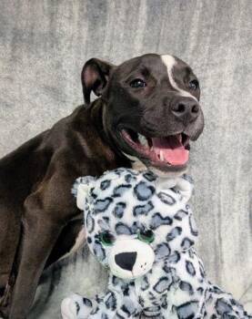 Pit Bull Terrier and Mixed Breed Dogs Available for Adoption in Houston, Texas - Girlie | PetCurious