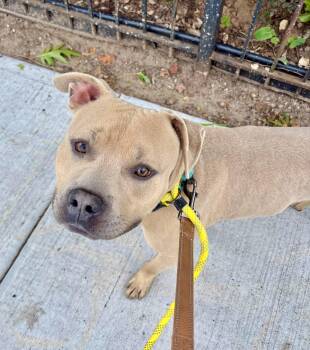 Dash -  American Bully Dog for Adoption in East Orange, New Jersey - Dash | PetCurious