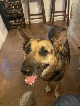 German Shepherd Dog Dogs Available for Adoption - Tommy | PetCurious