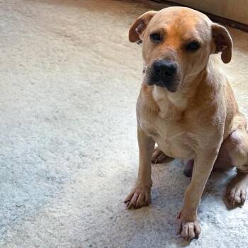 Yellow -  Yellow Labrador Retriever and Mixed Breed Dog for Adoption in New York, New York - Yellow | PetCurious