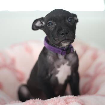 Pit Bull Terrier and Mixed Breed Dogs Available for Adoption - Soulful | PetCurious