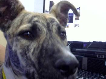 Rescue Mixed Breed Dogs for Adoption in Dallas, Texas - MIRA | PetCurious