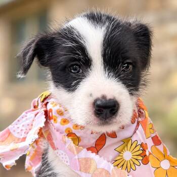 Magenta -  Retriever and Terrier Dog for Adoption in Boerne, Texas - Magenta | PetCurious