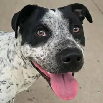 Terrier Dogs Available for Adoption in Mount Carmel, Illinois - Oreo  | PetCurious