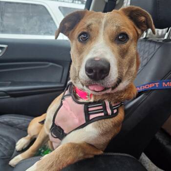 Hound Dogs Available for Adoption in Mount Vernon, Arkansas - Debutante | PetCurious