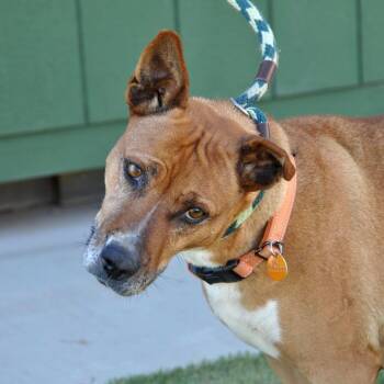 Hazel -  Mixed Breed Dog Available for Adoption in Prescott, Arizona - Hazel | PetCurious