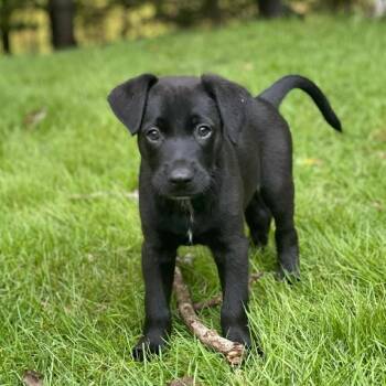 Our Last Summer 8981 -  Mixed Breed Dog for Adoption in Springboro, Ohio - Our Last Summer 8981 | PetCurious