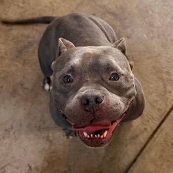 Mimi -  American Bully Dog for Adoption in Albion, New York - Mimi | PetCurious