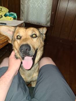 Legend -  German Shepherd Dog Dog for Adoption in Liberty, Indiana - Legend | PetCurious