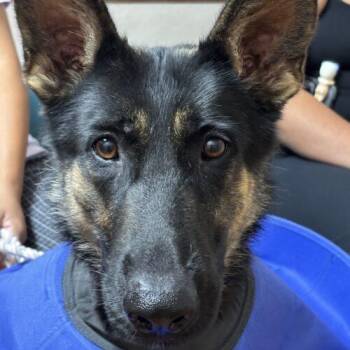 Penny -  German Shepherd Dog Dog for Adoption in Raleigh, North Carolina - Penny | PetCurious