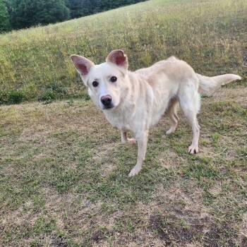 Golden Retriever and Shepherd Dogs Available for Adoption in Manhasset, New York - Jesse | PetCurious