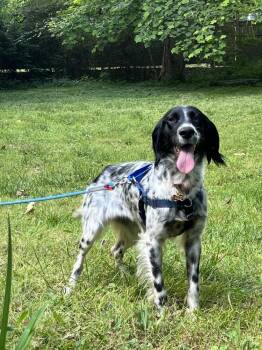 English Setter Dogs Available for Adoption in Havertown, Pennsylvania - Available - Marley | PetCurious