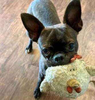 Phoenix Hunteman- 4941 Chattanooga, TN -  Boston Terrier Dog for Adoption in Maryville, Tennessee - Phoenix Hunteman- 4941 Chattanooga, TN | PetCurious