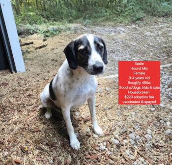 Hound Dogs Available for Adoption in Oviedo, Florida - Sadie | PetCurious