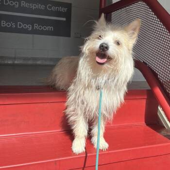 Lobo -  Yorkshire Terrier and American Eskimo Dog Dog for Adoption in Chicago, Illinois - Lobo | PetCurious