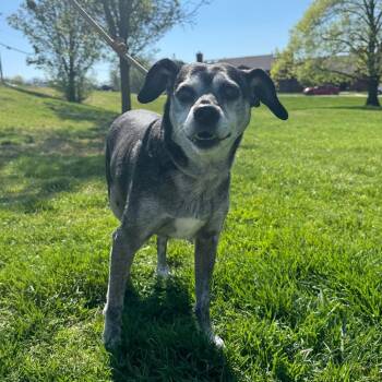 Mixed Breed Dogs Available for Adoption in Saint Charles, Missouri - Stella | PetCurious