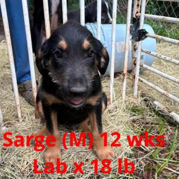 SARGE -  Labrador Retriever Dog Available for Adoption in Pomfret, Connecticut - SARGE | PetCurious