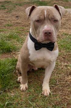 American Staffordshire Terrier Dogs Available for Adoption in Huntington, New York - ROYAL | PetCurious