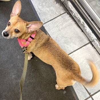 Billings -  Chiweenie Dog for Adoption - Billings | PetCurious