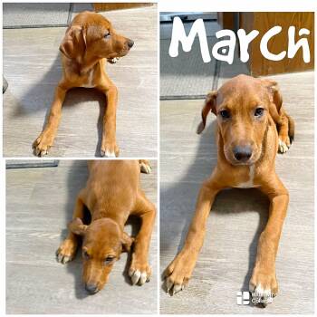 March -  Brittany Spaniel Dog for Adoption in Saint James, Missouri - March | PetCurious