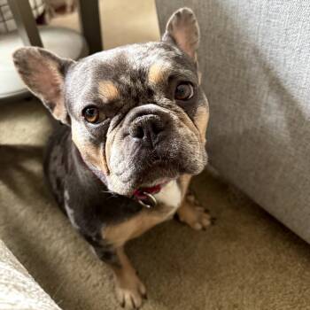 Rescue French Bulldog Dogs for Adoption in Sinking Spring, Pennsylvania - Fiona | PetCurious