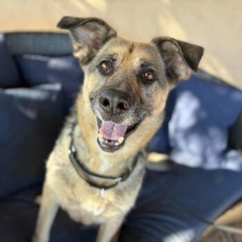 Charm -  Shepherd Dog for Adoption in Ramona, California - Charm | PetCurious