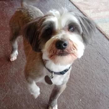 Yorkshire Terrier and Shih Tzu Dogs Available for Adoption in Grand Rapids, Minnesota - Mr. Magoo | PetCurious
