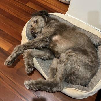 Chili -  Labrador Retriever and Standard Poodle Dog for Adoption in Fairfax Station, Virginia - Chili | PetCurious
