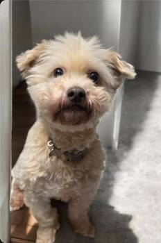 Lucy -  Terrier Dog for Adoption in Kennesaw, Georgia - Lucy | PetCurious