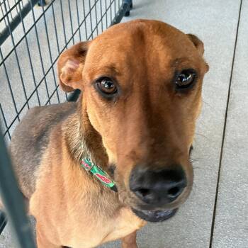 German Shepherd Dog Dogs Available for Adoption in Thomson, Georgia - Birdie | PetCurious