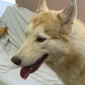 Husky Dogs Available for Adoption in Fairfax Station, Virginia - Possum | PetCurious
