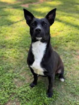 Jupiter -  Labrador Retriever Dog for Adoption - Jupiter | PetCurious