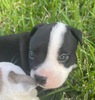 STITCH -  Mixed Breed Dog for Adoption in Dallas, Texas - STITCH | PetCurious